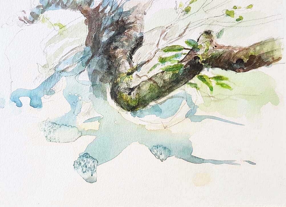 ..//IMG/jpg/aquarelles/aquarelle_116_Cevennes_Mont-Lozere_nature-morte_arbre_gris_2022.jpg