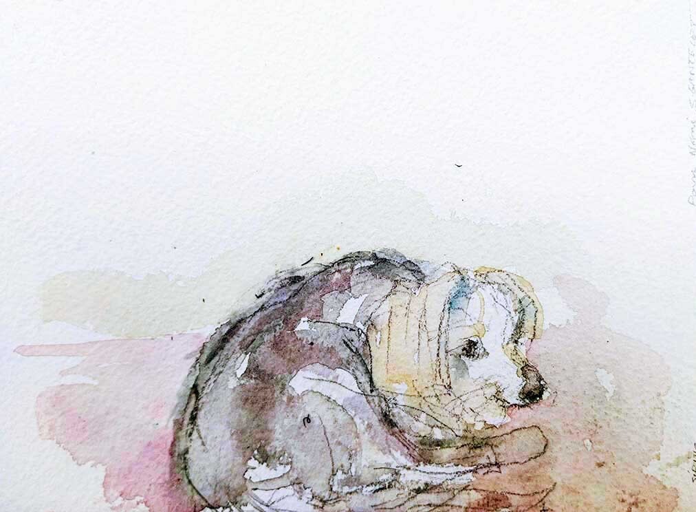 ..//IMG/jpg/aquarelles/aquarelle_83_Cevennes_Brouzet_animal_Sirius_jaune_2023.jpg
